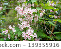 Pink bridal wreath flower 139355916
