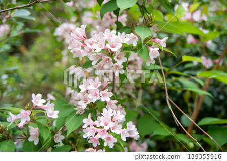 Pink bridal wreath flower Pink bridal wreath flower 139355916