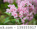 Pink bridal wreath flower 139355917