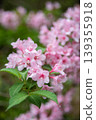 Pink bridal wreath flower 139355918