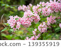 Pink bridal wreath flower 139355919