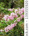 Pink bridal wreath flower 139355920