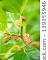The fruit of the persimmon that began to color 139355946