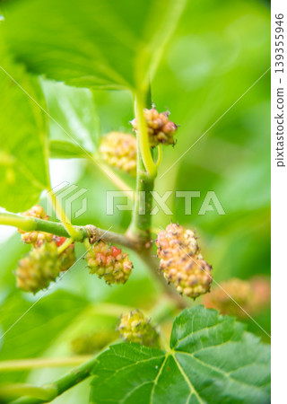 The fruit of the persimmon that began to color 139355946