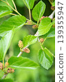 The fruit of the persimmon that began to color 139355947