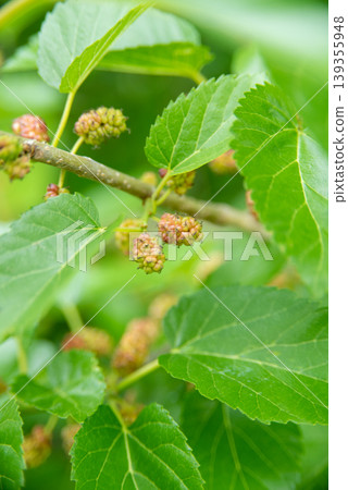 The fruit of the persimmon that began to color The fruit of the persimmon that began to color 139355948