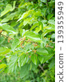 The fruit of the persimmon that began to color 139355949