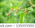 The fruit of the persimmon that began to color 139355950