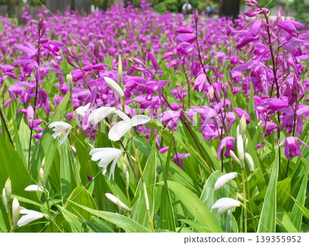 紫色的花 紫色的花 139355952