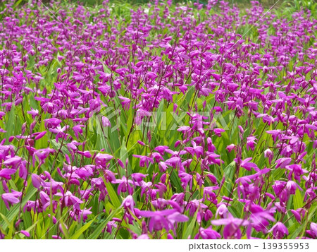 Purple Flower Purple Flower 139355953