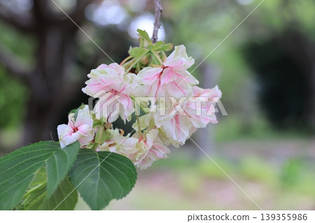 埼玉縣東松山市的行子櫻花 埼玉縣東松山市的行子櫻花 139355986