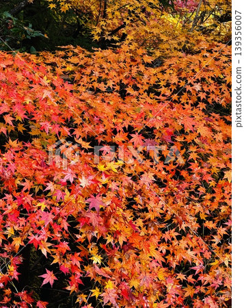The vibrant autumn foliage of Settsukyo Gorge (Takatsuki City, Osaka Prefecture) 139356007