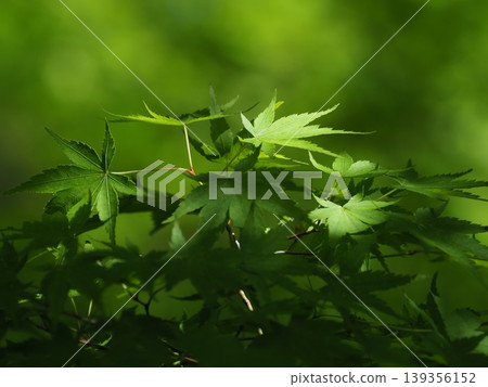 Beautiful green maple leaves 139356152