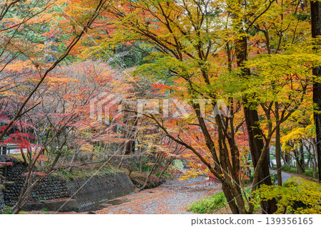 靜岡縣遠富國一宮市小國神社的秋葉 靜岡縣遠富國一宮市小國神社的秋葉 139356165