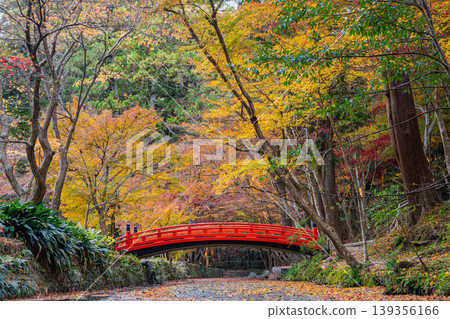 靜岡縣遠富國一宮市小國神社的秋葉 靜岡縣遠富國一宮市小國神社的秋葉 139356166