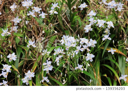 鳶尾花成簇盛開 139356203