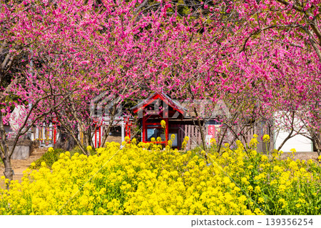在茨城縣古賀市古賀久保公園(古賀綜合公園)舉行的古賀桃花節上,可以看到桃花和古賀久保公園內的古賀菩薩殿,遠處是一片油菜花田。 在茨城縣古賀市古賀久保公園(古賀綜合公園)舉行的古賀桃花節上,可以看到桃花和古賀久保公園內的古賀菩薩殿,遠處是一片油菜花田。 139356254