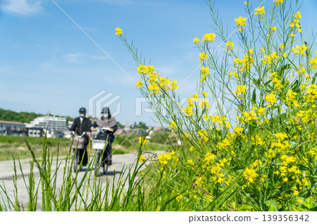 東京八王子市淺川自行車道沿線的春季芥菜花。 東京八王子市淺川自行車道沿線的春季芥菜花。 139356342