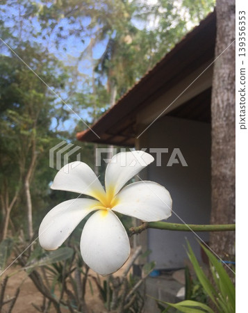 一片療癒的風景:熱帶森林中盛開的白色雞蛋花特寫。 一片療癒的風景:熱帶森林中盛開的白色雞蛋花特寫。 139356353