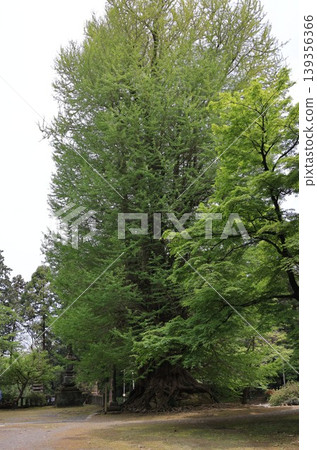 The large ginkgo tree at Iwadono Kannon The large ginkgo tree at Iwadono Kannon 139356366