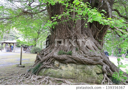 The large ginkgo tree at Iwadono Kannon The large ginkgo tree at Iwadono Kannon 139356367