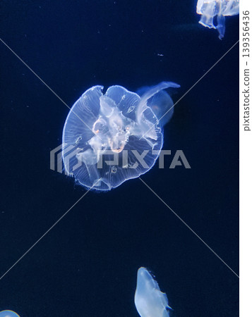 Cool-looking jellyfish 139356436