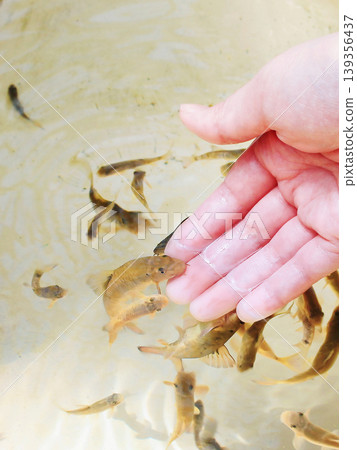 Doctor fish swarming around a person's hand Doctor fish swarming around a person's hand 139356437