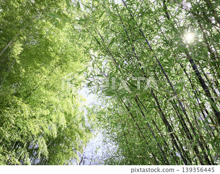 Sunlight through the bamboo grove Sunlight through the bamboo grove 139356445