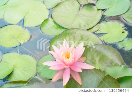 Pale pink water lilies 139356454