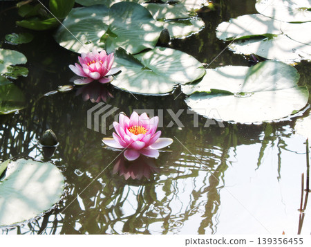 Water lilies in the early morning Water lilies in the early morning 139356455