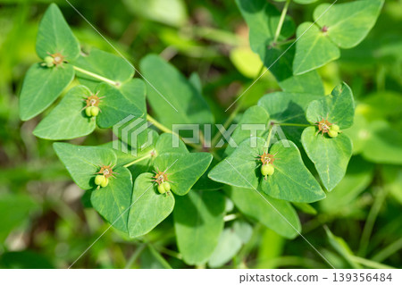 大戟屬植物的葉子和杯狀聚繖花序 139356484