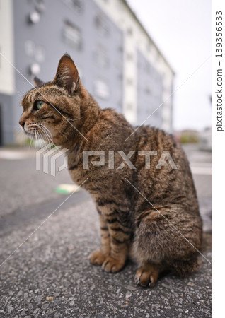 Kijitra cat taking a walk 139356533