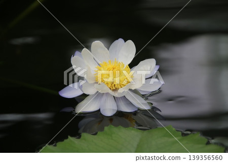 water lily 2 water lily 2 139356560