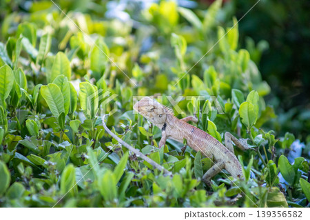 View of A chameleon basking in the morning sun on top of a green bush, focus selective View of A chameleon basking in the morning sun on top of a green bush, focus selective 139356582