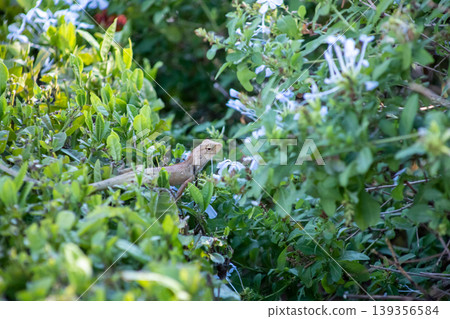 View of A chameleon basking in the morning sun on top of a green bush, focus selective View of A chameleon basking in the morning sun on top of a green bush, focus selective 139356584