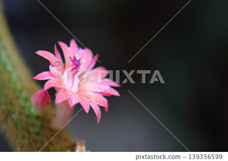 冠狀仙人掌(Crest cactus vintali) - 多肉植物花朵和雨滴 冠狀仙人掌(Crest cactus vintali) - 多肉植物花朵和雨滴 139356599