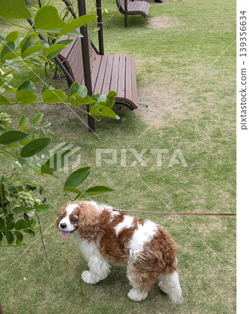 查理王小獵犬在公園玩耍 139356634