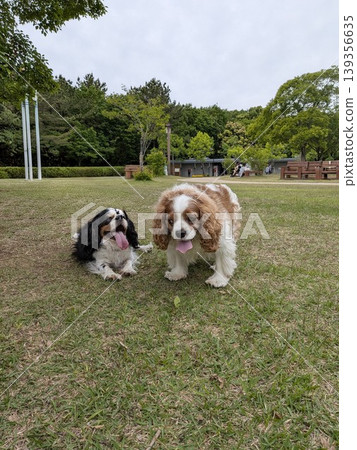 查理王小獵犬在公園玩耍 查理王小獵犬在公園玩耍 139356635