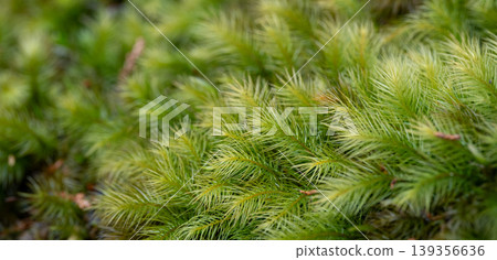 用微距鏡頭拍攝蓬鬆的苔蘚 用微距鏡頭拍攝蓬鬆的苔蘚 139356636