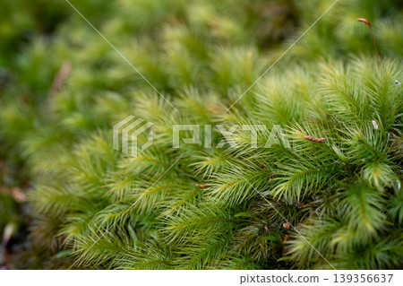 用微距鏡頭拍攝蓬鬆的苔蘚 用微距鏡頭拍攝蓬鬆的苔蘚 139356637