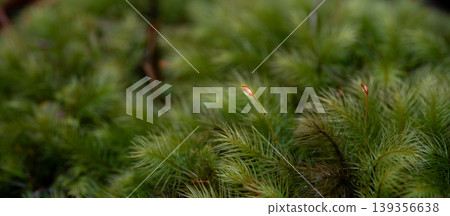 用微距鏡頭拍攝蓬鬆的苔蘚 用微距鏡頭拍攝蓬鬆的苔蘚 139356638