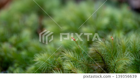 Photographing fluffy moss with a macro lens Photographing fluffy moss with a macro lens 139356639