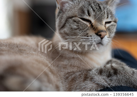 Cute cat relaxing on its owner: Siamese tabby cat 139356645