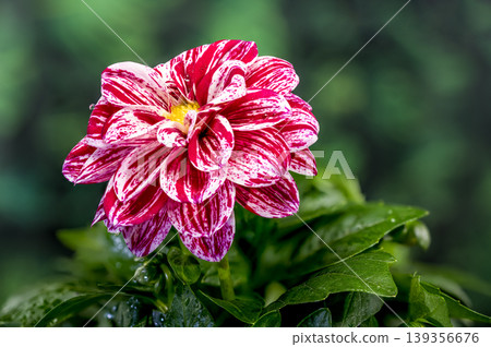 Dahlia Flower With Red And White Striped Petals On Green Background Dahlia Flower With Red And White Striped Petals On Green Background 139356676