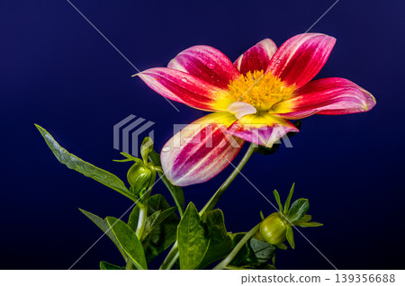 Pink and Yellow Dahlia Flower With Raindrops On Blue Background 139356688