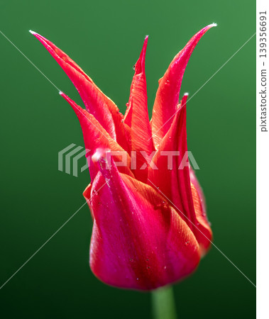 Pink Lily Flowered Tulip With Dew Drops On Green Background 139356691