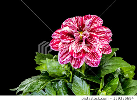 Dahlia Flower With Red And White Striped Petals On Black 139356694