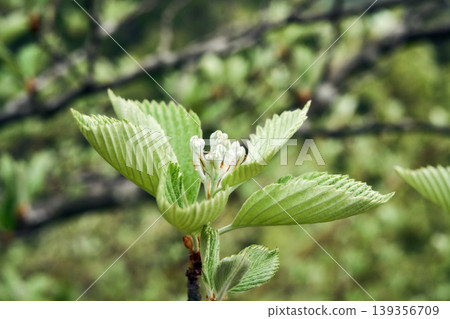 salicylate tree salicylate tree 139356709