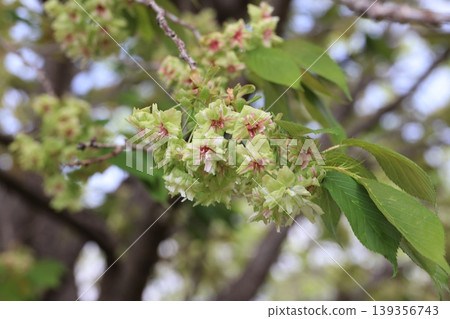 Gyoiko cherry blossoms in Higashimatsuyama City, Saitama Prefecture Gyoiko cherry blossoms in Higashimatsuyama City, Saitama Prefecture 139356743