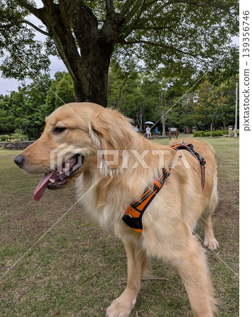 金毛獵犬 金毛獵犬 139356746